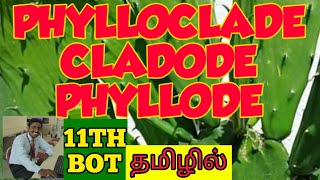 PHYLLODE  PHYLLOCLADE  CLADODE TAMIL EXPLANATION [upl. by Iznyl]