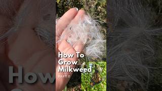 Grow Your Own Milkweed  Part 2 monarchbutterfly milkweed fallgardening [upl. by Irtak304]