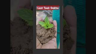 Growing Coriander Plantnature song music bollywood bollywoodsongsHollywood [upl. by Ahsitruc894]