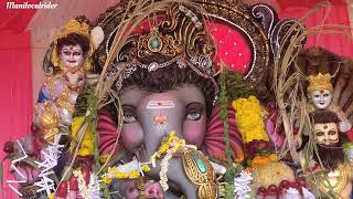 Naidupet old treasury chinta chettu 2024 Ganesh chaturthi  Manilocalrider [upl. by Glick]