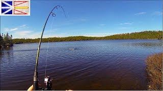 BIG Brown Trout On My FIRST CAST  Trout Fishing Newfoundland [upl. by Kristine]