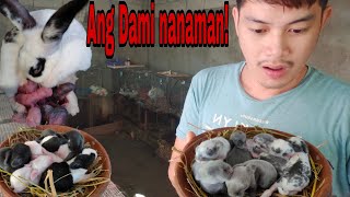 Rabbit Farming in the Philippines 8 Doe ang nag anak ang dami [upl. by Novhaj603]