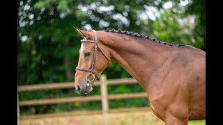 OCONNER VDE COMME IL FAUT x GAULTIER VDL  2019 gelding [upl. by Anivol561]