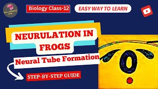 Neurulation in Frogs Formation of the Neural Tube Explained🌬️ Embryology Guide📚BioScience Guide [upl. by Willing361]