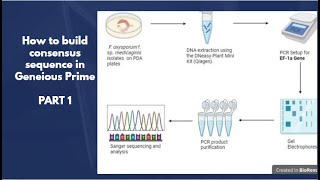 Building consensus sequence in Geneious Prime Part 1 DNA extraction PCR and Sanger sequencing [upl. by Trina381]