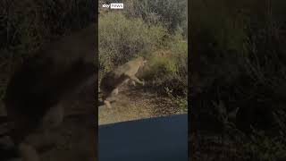 Watch Bobcat vs rattlesnake [upl. by Derzon]