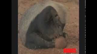 Honey Badger Narrates Honey Badgers Nastyass Diet [upl. by Nitreb]