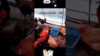 Dog 🐕 lover WWF shortvideo reels [upl. by Leilah850]