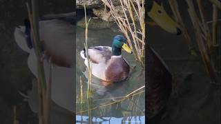 Mallard Drake preening  Stockente Erpel putzt sich Vogelstangsee  Mannheim [upl. by Edea]