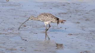 Eastern Curlew Preening2 [upl. by Adekahs]