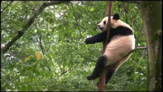 A day with the giant pandas [upl. by Felice]