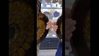 Massive Ammonite Fossil Opening [upl. by Lyrpa]