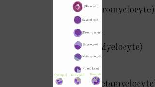 Granulocytes amp agranulocytes medical science trending viralshort youtube [upl. by Efar182]