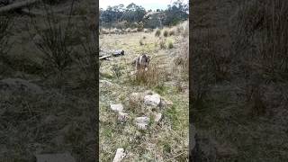 Blue Staffy Dog Walks 🐾 staffy dog aussie [upl. by Anaili]