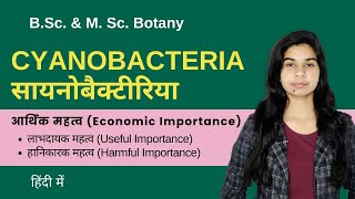 Cyanobacteria  सायनोबैक्टीरिया  आर्थिक महत्व Economic Importance  हिंदी में  Botany [upl. by Derfla982]