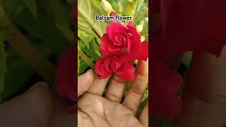 Balsam flower gardeningtour gardenplants flowers rooftopplant views viral flowerplants [upl. by Caiaphas]