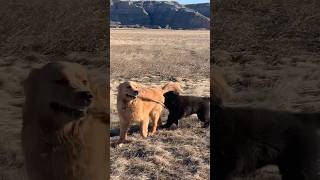 Golden shows Newfie puppy the joys of a good stick newfoundlanddog goldenretriever dogs puppy [upl. by Errecart]