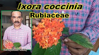 Rubiaceae Ixora coccinia Taxonomy practicals St Josephs University Dr Jayarama Reddy Botany [upl. by Arias]