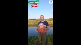 La Négrette dans La Minute Cépage Master Grappe®  ⏱️🍇📽️ 13 [upl. by Wonacott]