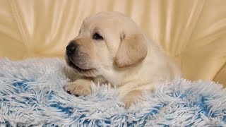 Cute puppies in kennel Edel Perle Labradors  almost 4 weeks [upl. by Nydnarb]