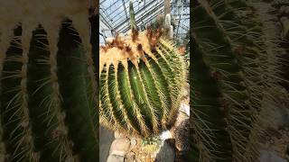 Motherinlaws cushion cactus cactusflower garden nature [upl. by Haikan]