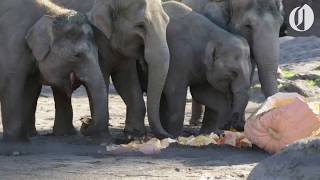 Oregon Zoo elephants pulverize giant pumpkins [upl. by Ettener673]