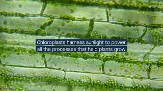 How mesophyll chloroplasts maintain energy efficiency [upl. by Vivyan184]