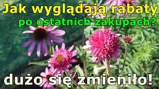 Gdzie posadziłam nowe JEŻÓWKI Echinacea  powiększona rabata  Dalie jednak zakwitną aktualizacja [upl. by Hasila]