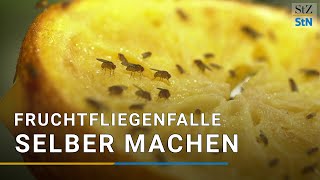 Fruchtfliegenfalle selber machen DIY [upl. by Hcurob881]