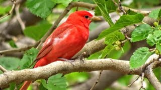 Male and Female Summer Tanager Birds [upl. by Atteragram]