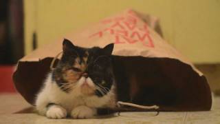 Exotic Shorthair Kitten Plays in a Bag [upl. by Lenoyl537]