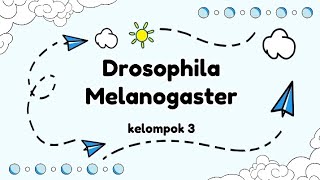 MENGENAL DROSOPHILA MELANOGASTER LALAT BUAH [upl. by Efron]