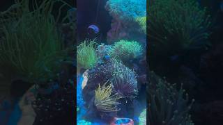 Healthy Torch Corals In A Reef Tank reef [upl. by Modern]