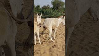 donkey animal youtubeshorts pets [upl. by Joappa]