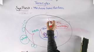 Synthesis and degradation of collagen  Biomechanics of tendon  Basic concept building [upl. by Neerhtak]