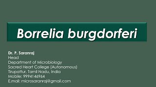 Borrelia burgdorferi [upl. by Padgett956]