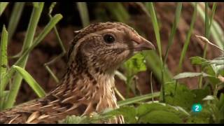 Grandes DocumentalesAlemania salvaje 2 Bosques [upl. by Annalise]