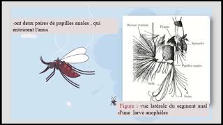 Rechercher sur la moustique anophèles [upl. by Rhea]