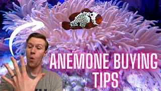 5 Things You Need to Know Before Getting an Anemone  Watch Before You Buy [upl. by Annahsal]