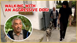 How to build trust with an aggressive dog  Cesar 911 [upl. by Key268]