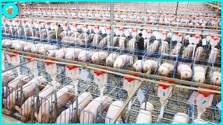 Breeding Millions of Modern Pigs  Automatic Pig Farm Management System [upl. by Belldame218]