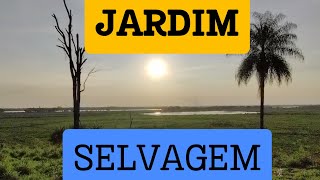 JARDIM SELVAGEM DO RIO PARANÁ [upl. by Nomrej567]