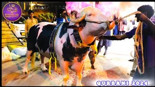 LIVE UNLOADING 💥BHAIYA JEE HOME QURBANI 🌴NOOR E AZAL🏆PATHAN 💫LAAL BADSHAH 🧨CHOTA NAWAB💥OREO 🖤BHOLU [upl. by Levey]