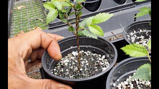 Growing Japanese Elm Zelkova From Seed for Bonsai  year 1 [upl. by Steffane489]