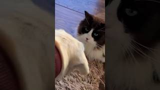 Ragdoll Cat Meets Dog For The First Time 🙈😅 hilariousreaction [upl. by Valle]