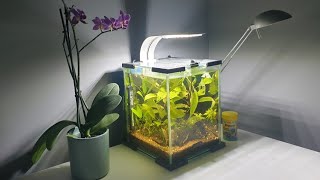 MON AQUARIUM À CREVETTES 10L [upl. by Llednil]