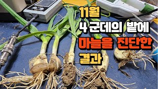 11월 4곳의 마늘 밭을 돌아다니며 진단한 결과입니다 [upl. by Chapland]