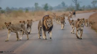 Mega Lion Pride Blocking the road in the Kruger National park [upl. by Berliner]