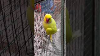 Breeding Season❤️❤️ foryou parrot shortvideos fypシ゚viral birdslover viralreels fypシ゚ fyp [upl. by Everrs255]