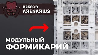 БОЛЬШОЕ РАСШИРЕНИЕ МУРАВЬИНОЙ ФЕРМЫ  Giant harvester ant  Messor arenarius [upl. by Yarvis]